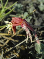 Oenothera drummondii subsp. thalassaphila (Brandegee) W. Dietrich & W. L. Wagner resmi