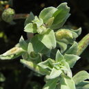 Oenothera drummondii subsp. thalassaphila (Brandegee) W. Dietrich & W. L. Wagner resmi