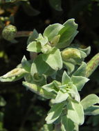 Oenothera drummondii subsp. thalassaphila (Brandegee) W. Dietrich & W. L. Wagner resmi