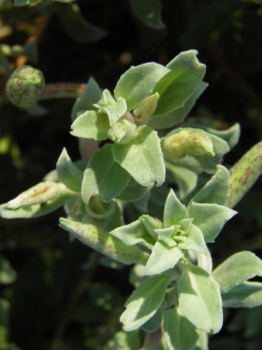 Imagem de Oenothera drummondii subsp. thalassaphila (Brandegee) W. Dietrich & W. L. Wagner