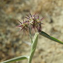 Image of giant sandbur