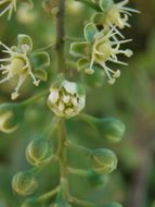 Image de Stegnosperma halimifolium Benth.