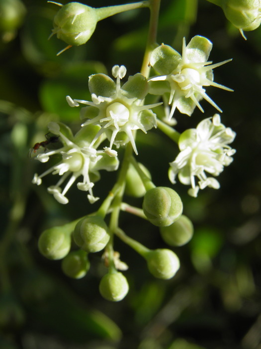 Image de Stegnosperma halimifolium Benth.