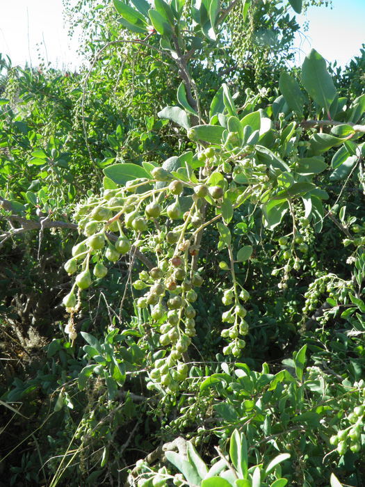 Image de Stegnosperma halimifolium Benth.