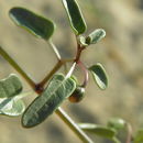 Image of Physalis glabra Benth.