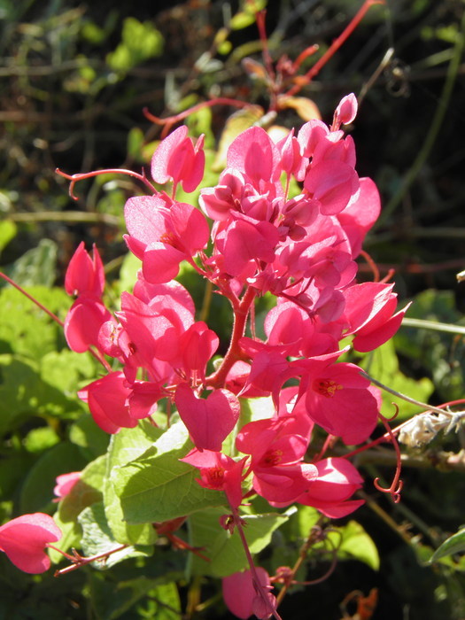 Image of coral vine