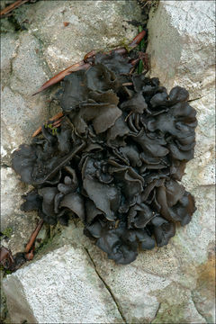 Sivun <i>Collema crispum</i> kuva