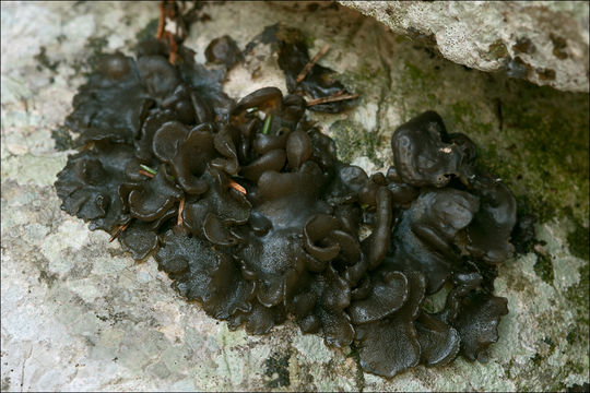 Image of <i>Collema crispum</i>