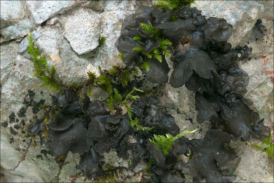 Image of <i>Collema crispum</i>