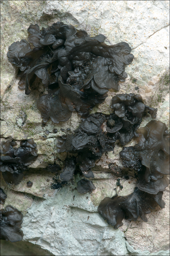 Sivun <i>Collema crispum</i> kuva