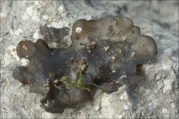 Image of <i>Collema crispum</i>