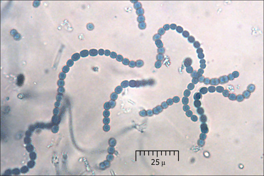 Sivun <i>Collema crispum</i> kuva