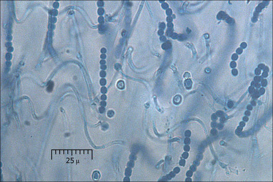 Sivun <i>Collema crispum</i> kuva