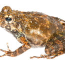Image of Massif Madagascar Frog