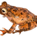 Image of Boophis roseipalmatus Glaw, Köhler, De la Riva, Vieites & Vences 2010