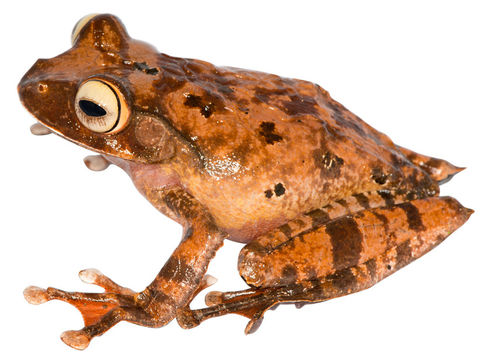 Image of Boophis roseipalmatus Glaw, Köhler, De la Riva, Vieites & Vences 2010