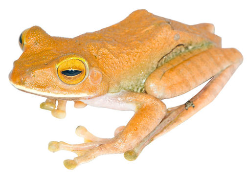 Image of Bright-eyed frog