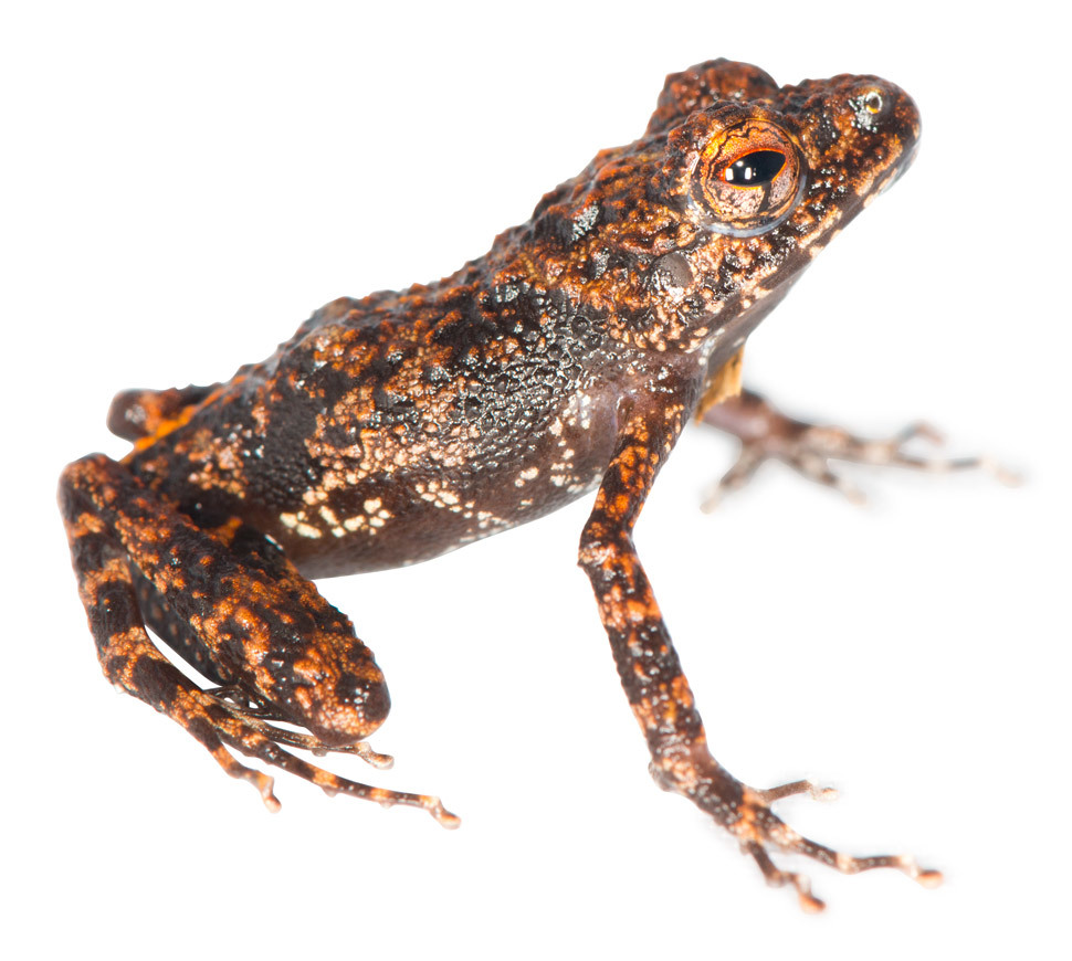 Image of Madagascar frog