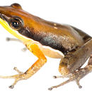 Image of Ambrana Madagascar Frog