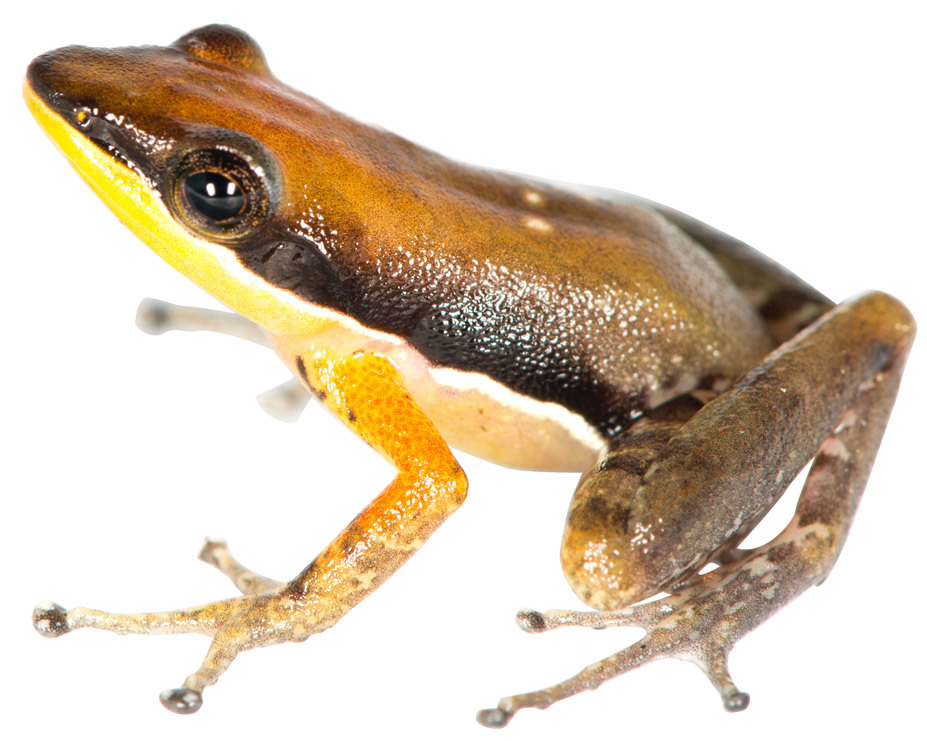 Image of Ambrana Madagascar Frog