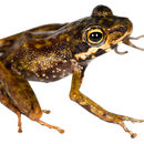 Image of Klemmer's Madagascar Frog