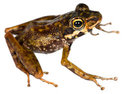 Image of Klemmer's Madagascar Frog