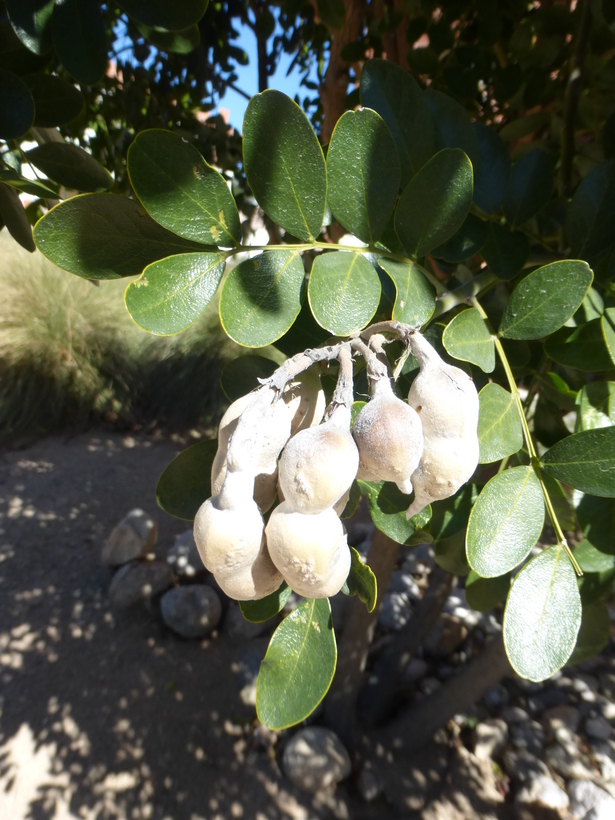 Image of mescal bean