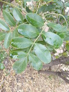 德州山月桂樹的圖片