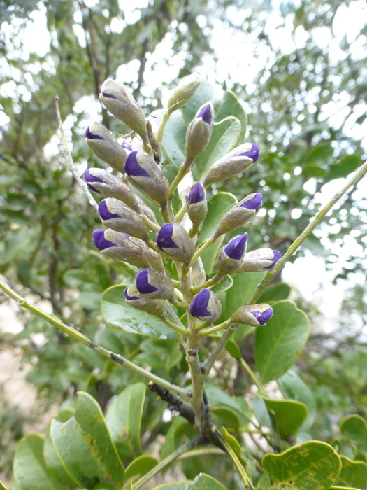 Image of mescal bean