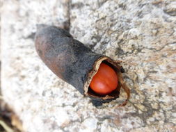 Image of mescal bean
