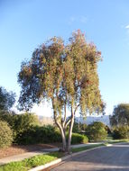 Image of weeping bottlebrush