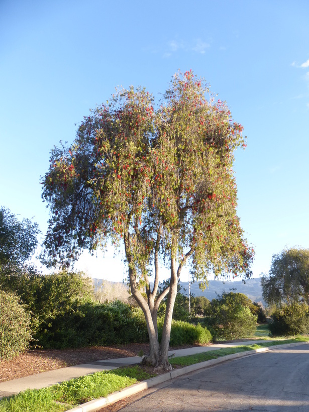 Imagem de Callistemon viminalis (Sol. ex Gaertn.) G. Don