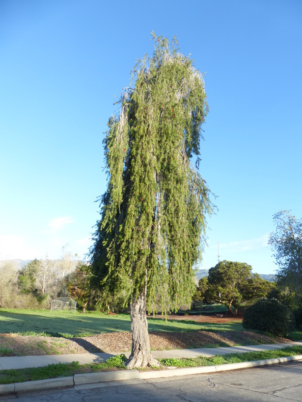 Imagem de Callistemon viminalis (Sol. ex Gaertn.) G. Don