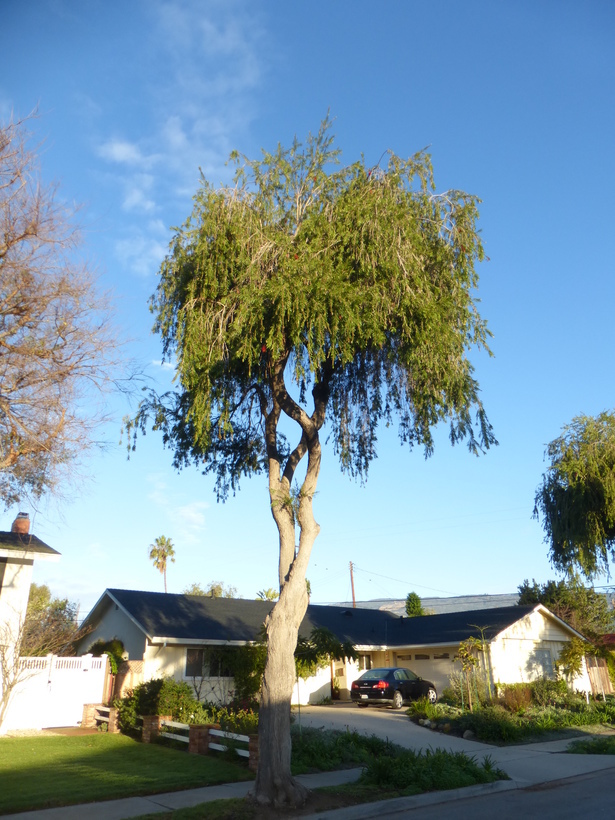 Image of weeping bottlebrush