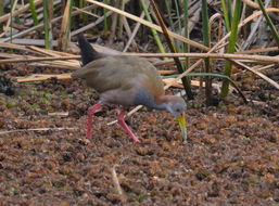 Image of Giant Wood Rail