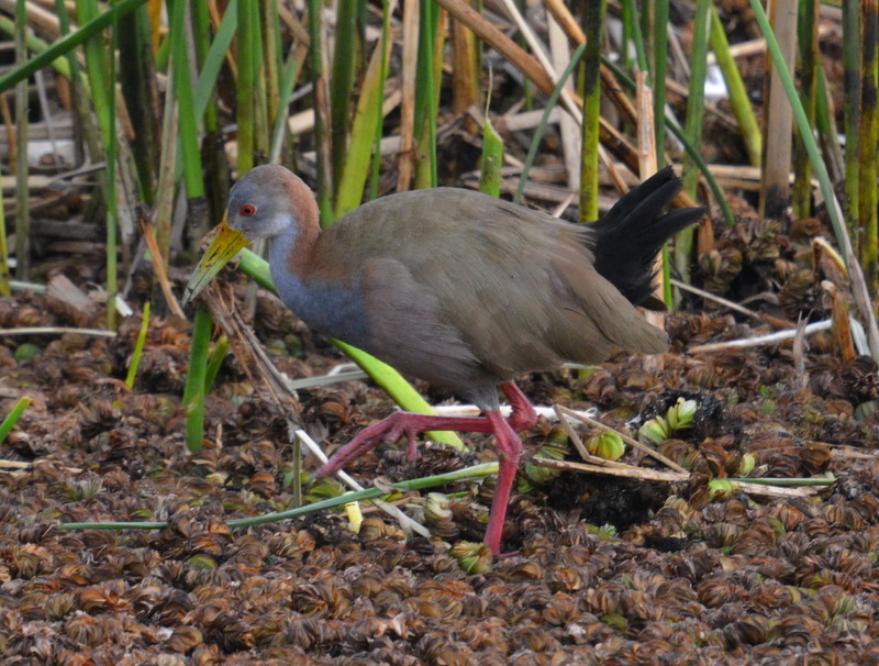 Image of Giant Wood Rail