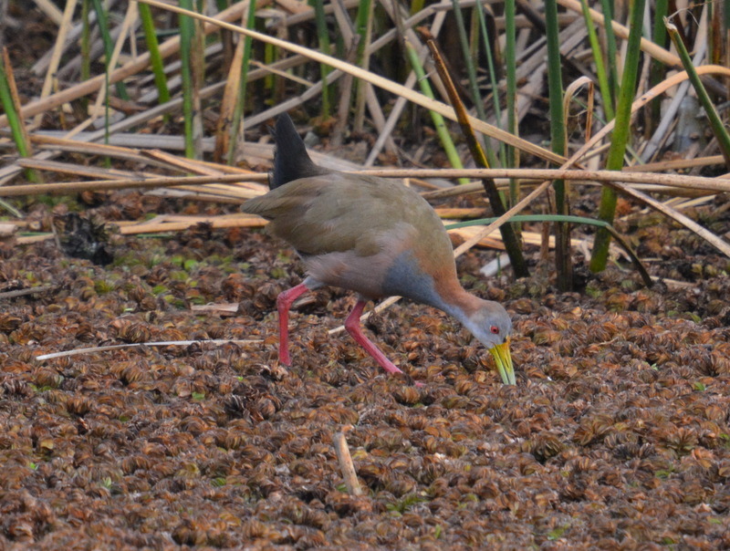 Image of Giant Wood Rail