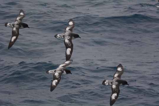 Image of Cape Petrel
