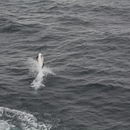 Image of Blackchin Dolphin