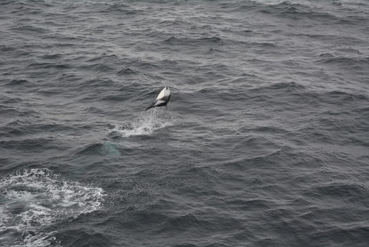 Image of Blackchin Dolphin