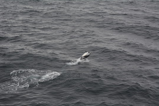 Image of Blackchin Dolphin