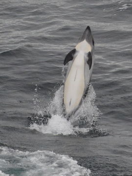 Image of Blackchin Dolphin