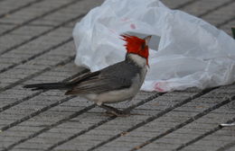 Image of Red-crested Cardinal