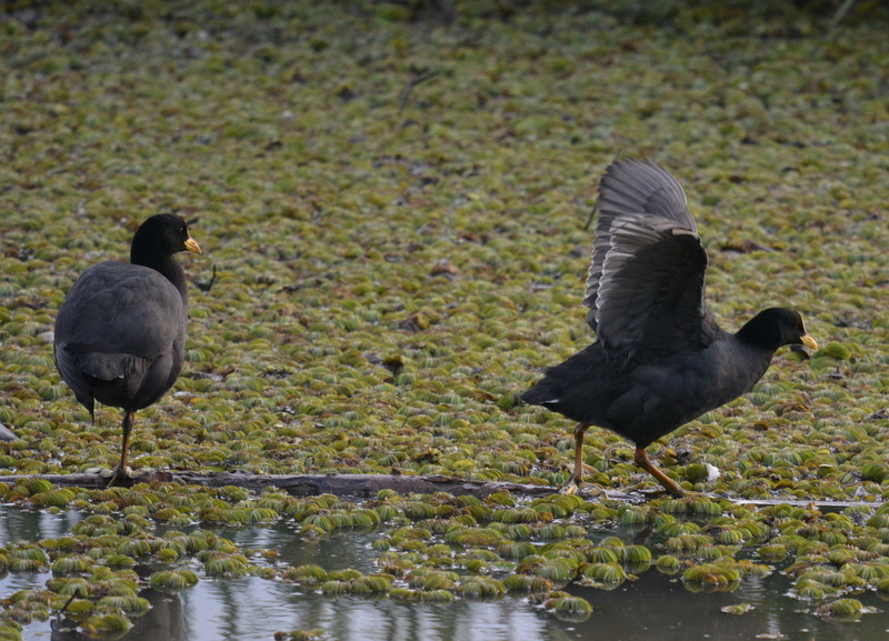 Image of Red-gartered Coot