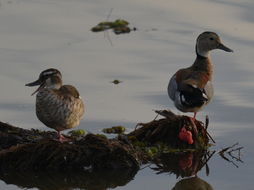Image of Ringed Teal