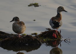Image of Ringed Teal