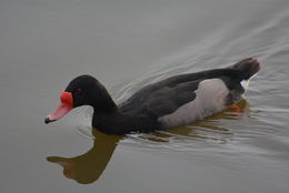 Image of Rosy-billed Pochard