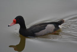 Image of Rosy-billed Pochard