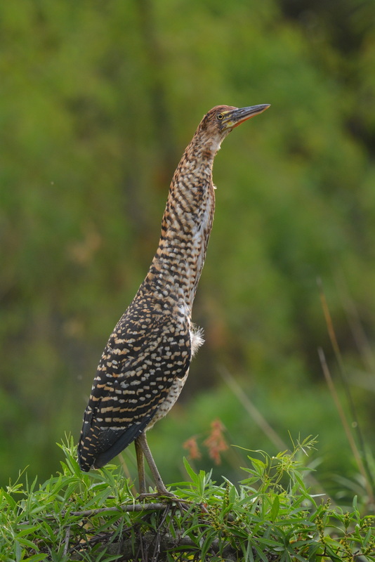 Image of Rufescent Tiger Heron