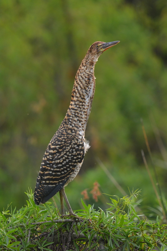 Image of Rufescent Tiger Heron